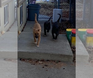 American Pit Bull Terrier-Shiba Inu Mix Puppy for sale in Calgary, Alberta, Canada
