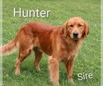 Small Photo #1 Golden Retriever Puppy For Sale in LOYAL, WI, USA