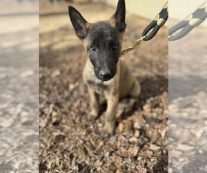 Medium German Malinois