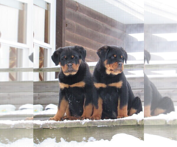 Medium Photo #4 Rottweiler Puppy For Sale in OWEN, WI, USA