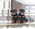 Small Photo #4 Rottweiler Puppy For Sale in OWEN, WI, USA
