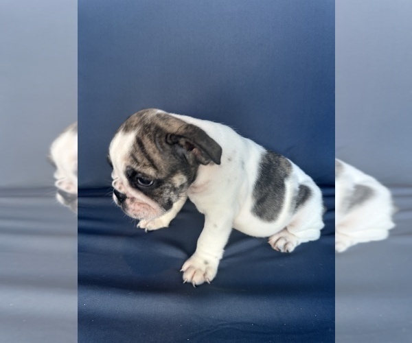 Medium Photo #93 English Bulldog Puppy For Sale in WEEKI WACHEE, FL, USA