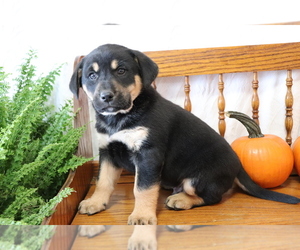 Akita-Labrador Retriever Mix Puppy for sale in SHILOH, OH, USA