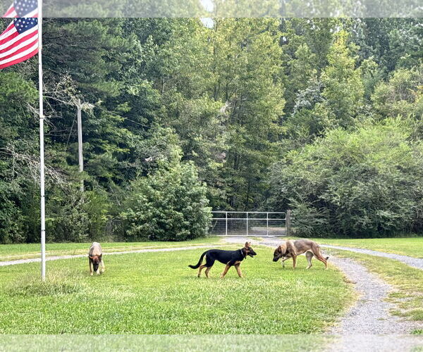 Medium Photo #3 German Shepherd Dog Puppy For Sale in La Grange , NC, USA