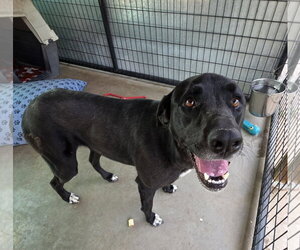 Sofie - Female Borador Dog for Adoption - Photo #2