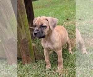 Shakira - Female Mastiff-Unknown Mix Dog for Adoption - Photo #2