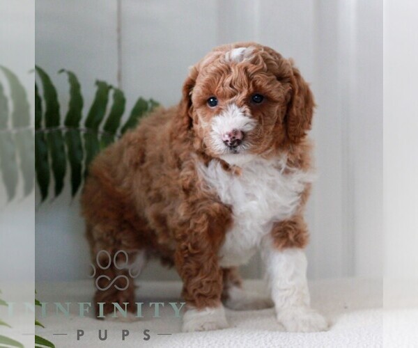 Medium Photo #4 Goldendoodle (Miniature) Puppy For Sale in LANCASTER, PA, USA