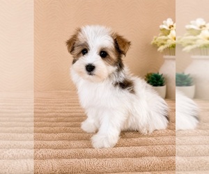 Havanese Puppy for sale in GREENFIELD, IN, USA
