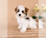 Image preview for Ad Listing. Nickname: Henry