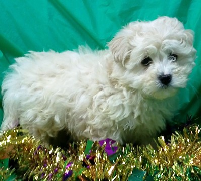 Medium Photo #4 Maltese-Poodle (Toy) Mix Puppy For Sale in CONOWINGO, MD, USA