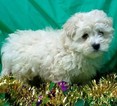 Small Photo #4 Maltese-Poodle (Toy) Mix Puppy For Sale in CONOWINGO, MD, USA