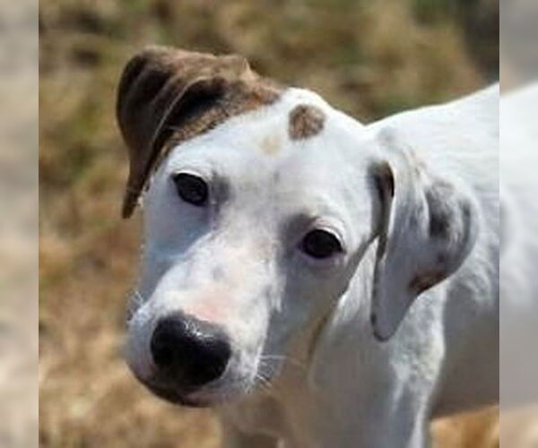 Medium Photo #1 Mutt Puppy For Sale in Canton, CT, USA