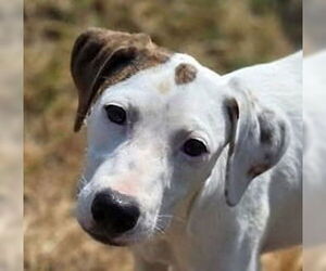 Mutt Dogs for adoption in Canton, CT, USA