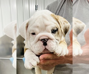 Bulldog Puppy for Sale in PEACHLAND, North Carolina USA