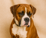 Small #2 Boxer