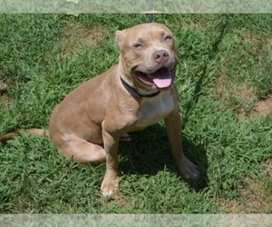 American Bully Puppy for sale in UNIONVILLE, VA, USA