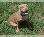 Small Photo #1 American Bully Puppy For Sale in UNIONVILLE, VA, USA