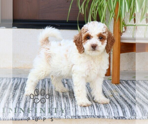 Medium Photo #3 Goldendoodle (Miniature) Puppy For Sale in NARVON, PA, USA