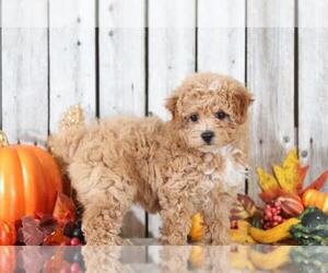 Poochon Puppy for sale in MOUNT VERNON, OH, USA