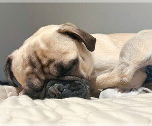 Perry - Male Pug-Unknown Mix Dog for Adoption - Photo #3