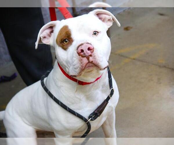 Medium Photo #1 American Bulldog-Unknown Mix Puppy For Sale in Tallahassee, FL, USA