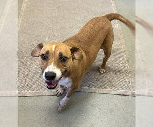 Mattie 1yr (AVA 10/28) - Female Mutt Dog for Adoption