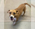 Mattie 1yr (AVA 10/28) - Female Mutt Dog for Adoption - Small photo