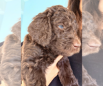 Small #4 Labradoodle mix (+ Poodle Standard)