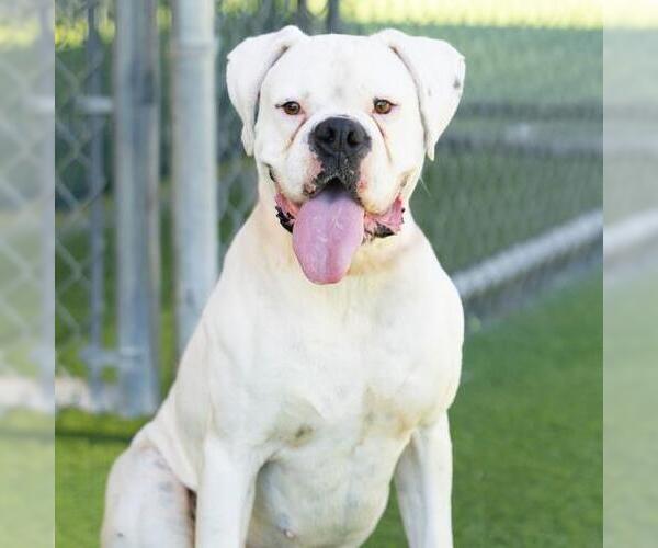 Medium Photo #2 Boxer Puppy For Sale in Camarillo, CA, USA
