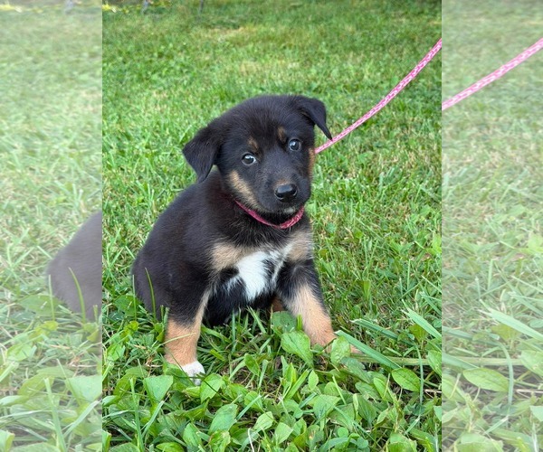 Medium Photo #7 Doberman Pinscher-German Shepherd Dog Mix Puppy For Sale in HOPKINSVILLE/PRINCETON, KY, NH, USA