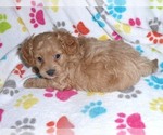 Small Photo #14 Cavapoo-Poodle (Miniature) Mix Puppy For Sale in ORO VALLEY, AZ, USA