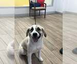 Small Great Pyrenees Mix