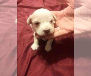 Havanese Puppy for sale in CANTON, GA, USA