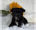 Small #5 Morkie