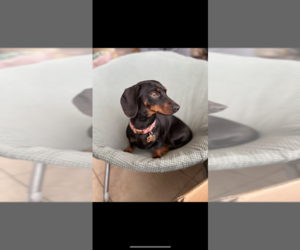 Mother of the Dachshund puppies born on 02/19/2026