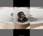 Small Photo #1 Dachshund Puppy For Sale in GOTHA, FL, USA