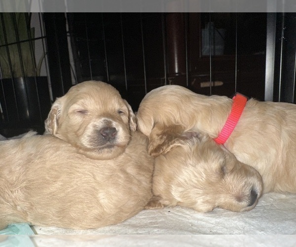 Medium Photo #27 Cock-A-Poo-Maltipoo Mix Puppy For Sale in SIMPSONVILLE, SC, USA