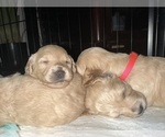 Small #26 Cock-A-Poo-Maltipoo Mix