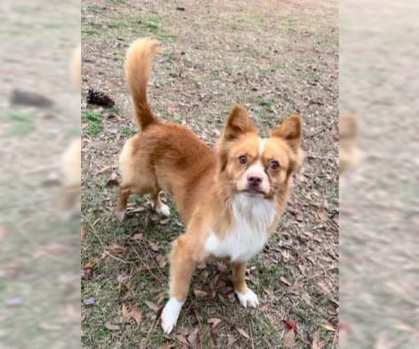 Medium Photo #2 Mutt Puppy For Sale in Jackson Township, NJ, USA