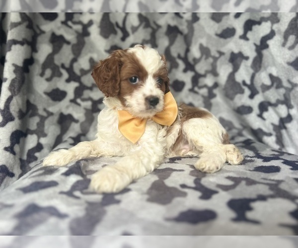 Medium Photo #4 Cavapoo Puppy For Sale in LAKELAND, FL, USA