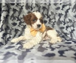 Small #3 Cavapoo