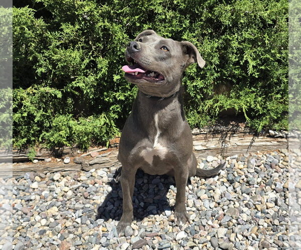 Medium Photo #4 American Pit Bull Terrier Puppy For Sale in Albuquerque, NM, USA