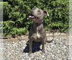 Small #3 American Pit Bull Terrier