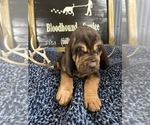 Small Photo #6 Bloodhound Puppy For Sale in BROOKFIELD, MO, USA