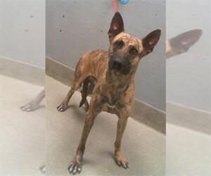 Mutt Dogs for adoption in Las Vegas, NV, USA