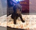 Small #12 Goldendoodle