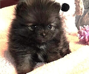 Medium Pomeranian