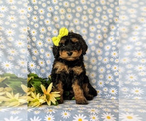 Miniature Bernedoodle Puppy for sale in GLEN ROCK, PA, USA