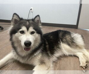 Siberian Husky Dogs for adoption in Carrollton, TX, USA