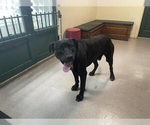 Labrador Retriever Dogs for adoption in Pasadena, CA, USA